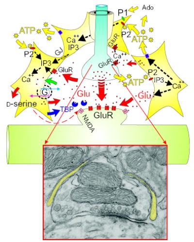 Astrocytes communicate with adjacent astrocytes via gap junctions (GJ) and with distant astrocytes via extracellular ATP. The rise in Ca2+ causes release of glutamate from astrocytes, and ATP is released via an unknown mechanism, which propagates ATP signaling to adjacent cells. Astrocytes may also regulate synaptic transmission by uptake of glutamate from the synaptic cleft via membrane transporters (green arrow) or the release of glutamate upon reversal of the transporter induced by elevated intracellular Na+ 